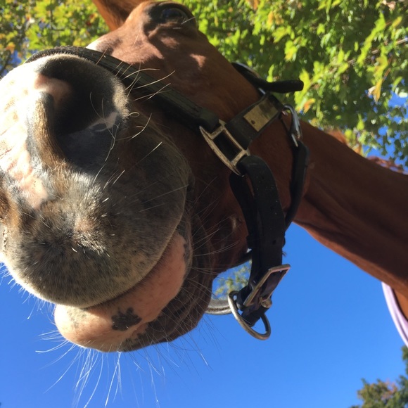 Meet your Posher, Emma - Picture 4 of 4